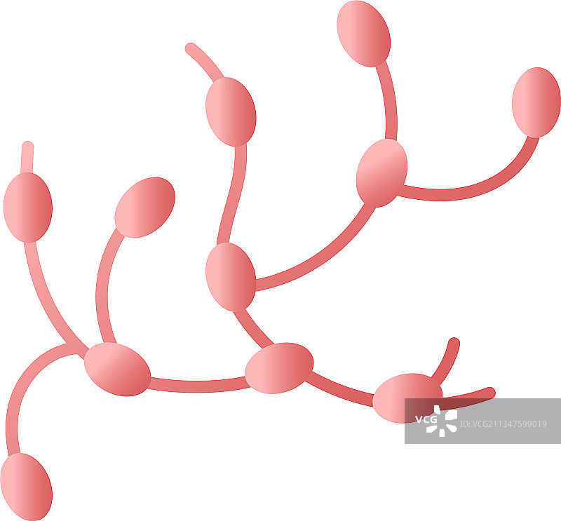 淋巴结图片素材