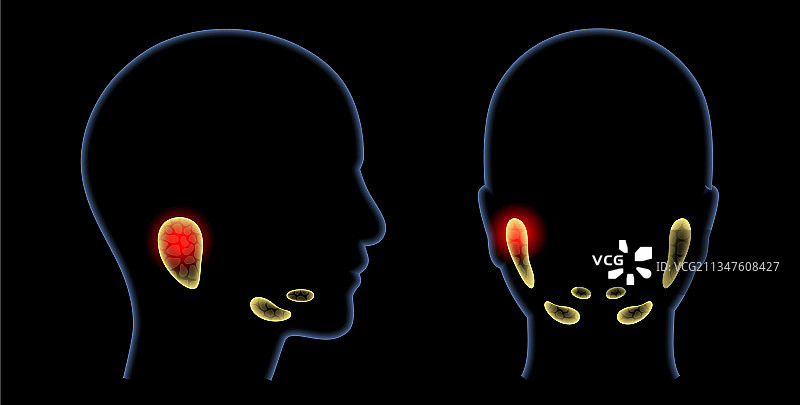 唾液腺概念图片素材