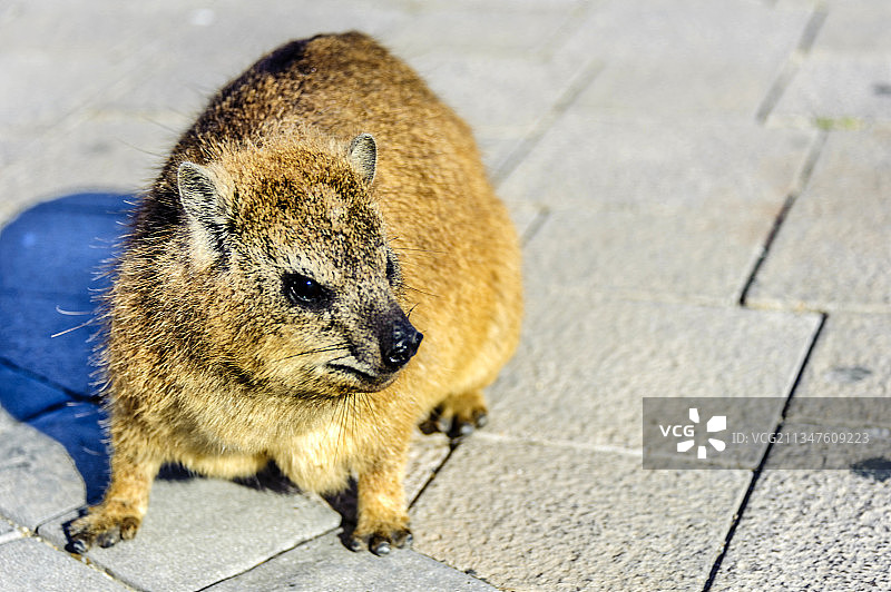 非洲生活的群居哺乳动物——蹄兔图片素材