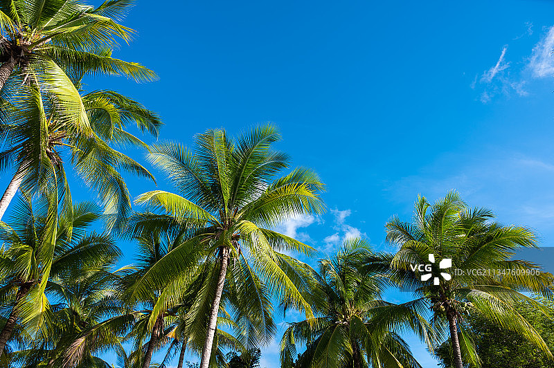 蓝天下午的三亚热带椰林景观图片素材