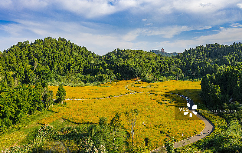 公园花海图片素材