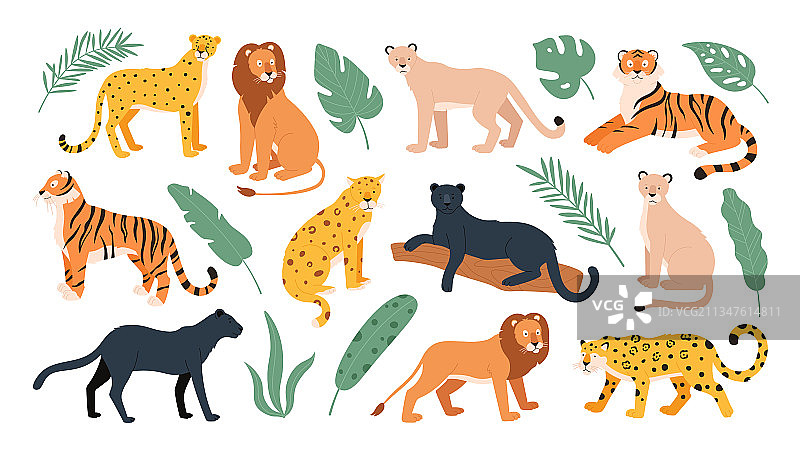 大型猫科动物：老虎、狮子和猎豹图片素材