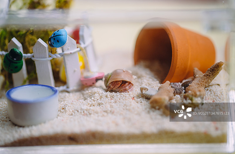 寄居蟹宠物摄影图片素材