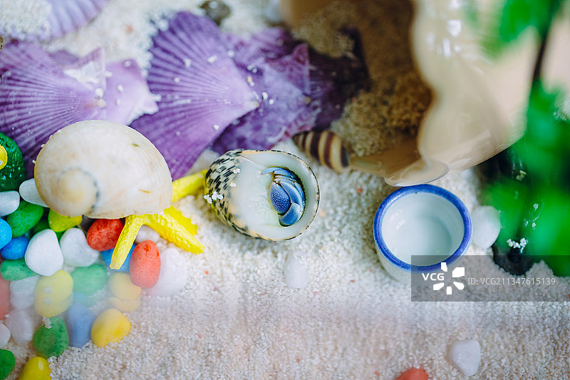 寄居蟹宠物摄影图片素材