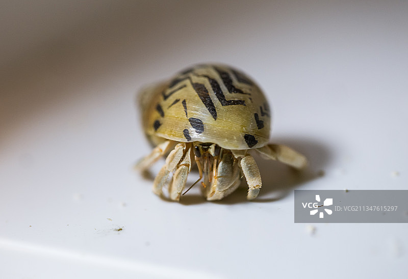 寄居蟹宠物摄影图片素材