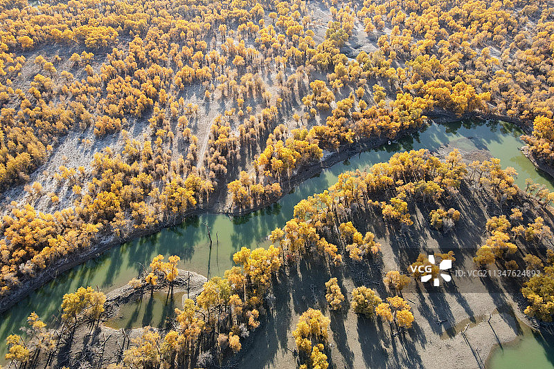 塔里木胡杨林国家森林公园图片素材