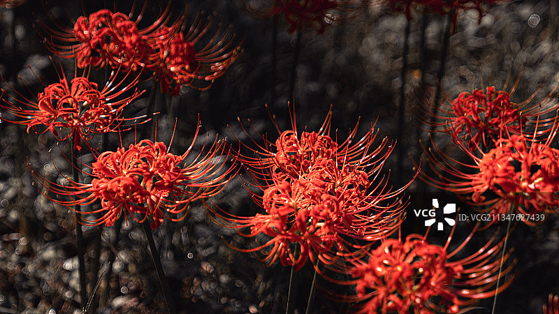 彼岸花图片素材