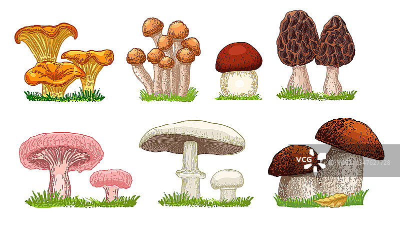 什锦食用蘑菇图片素材