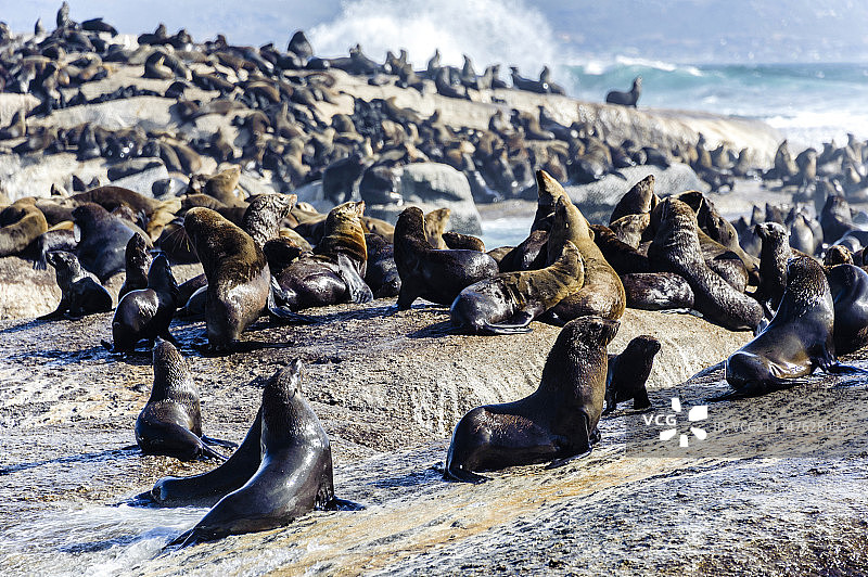 非洲南非开普敦豪特湾海豹岛图片素材