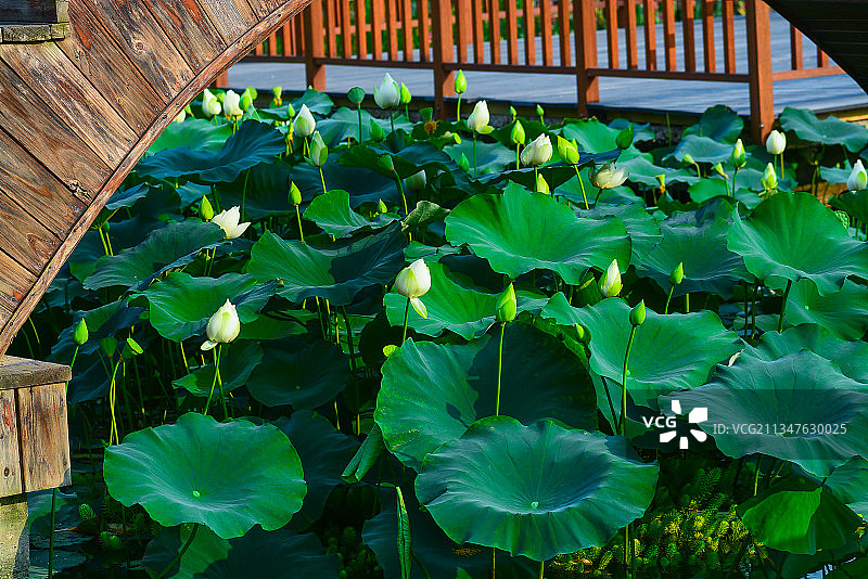 厦门五缘湾湿地公园图片素材