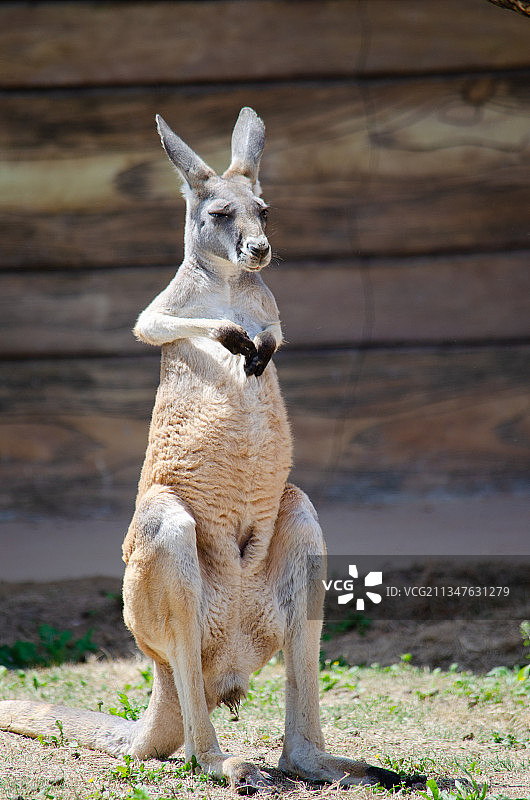 动物园里的袋鼠图片素材