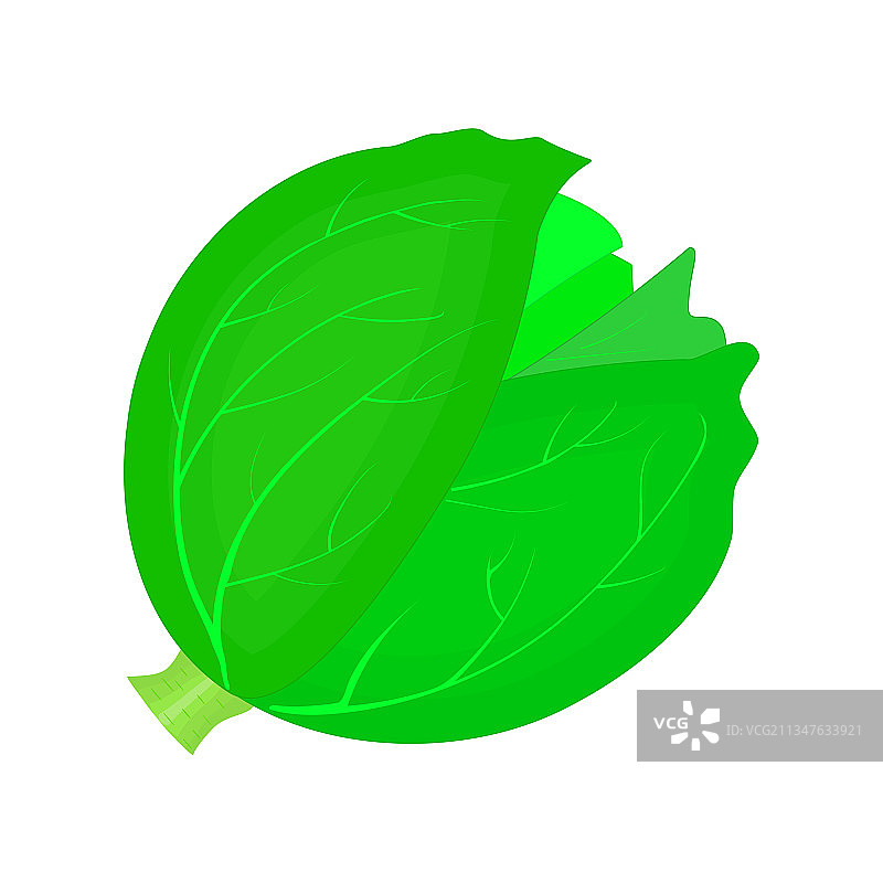 白色背景上的卷心菜或生菜图片素材