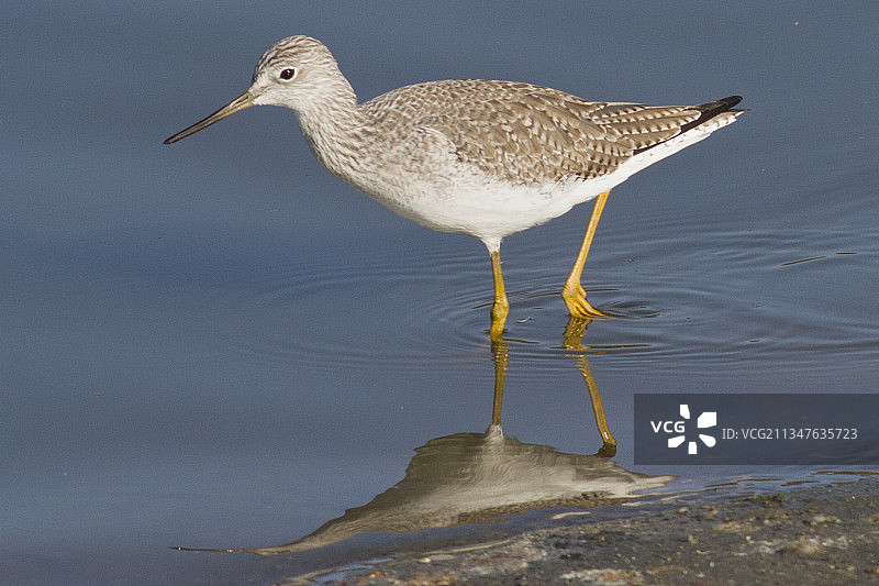 小黄腿鹬图片素材