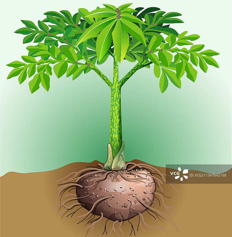 魔芋块茎植物图片素材