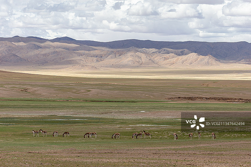 阿里，藏野驴图片素材