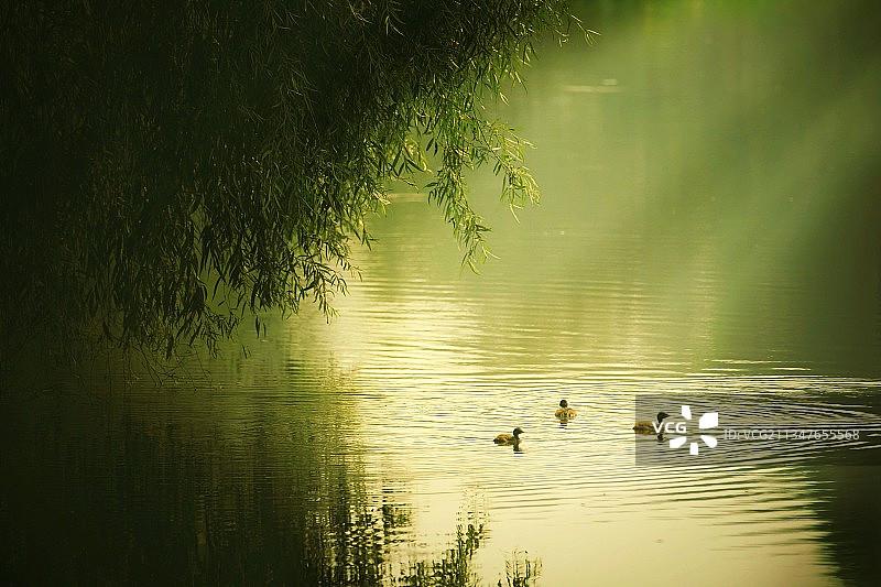 寂静的池塘图片素材