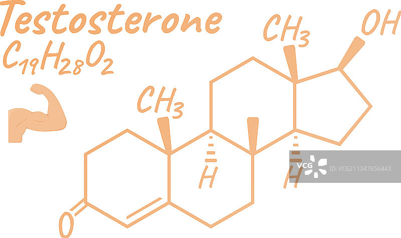 人体激素睾酮概念化学图片素材