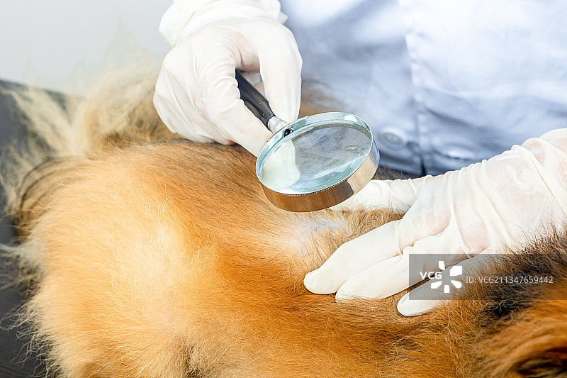 亚洲青年女性兽医医观察宠物皮肤病图片素材