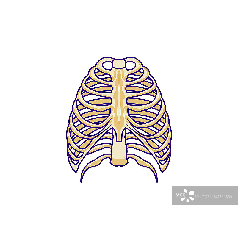 孤立的胸骨设计图片素材