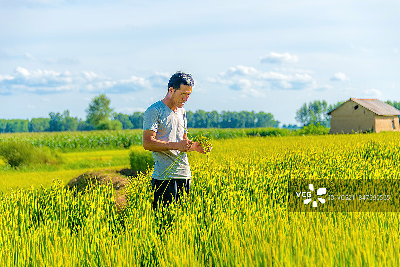 亚洲中年男性农民在稻田耕种图片素材