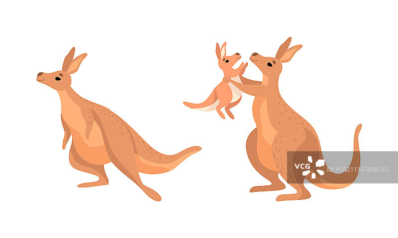 有力的棕色袋鼠有袋动物图片素材