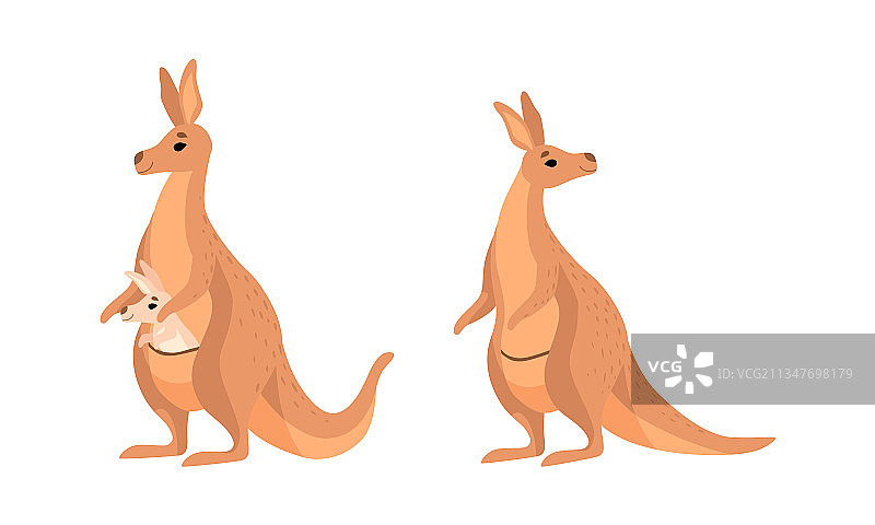 有力的棕色袋鼠有袋动物图片素材