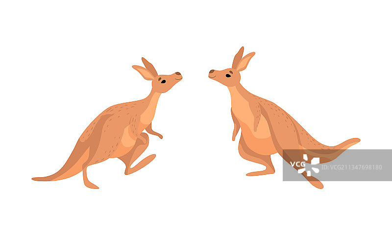 有力的棕色袋鼠有袋动物图片素材