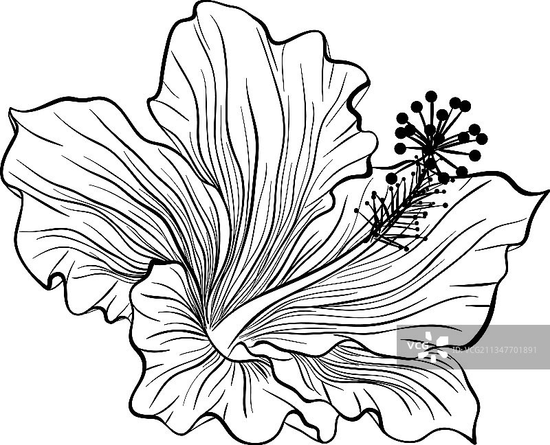 线条艺术风格芙蓉花图片素材