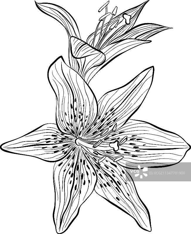 线条艺术风格的百合花图片素材