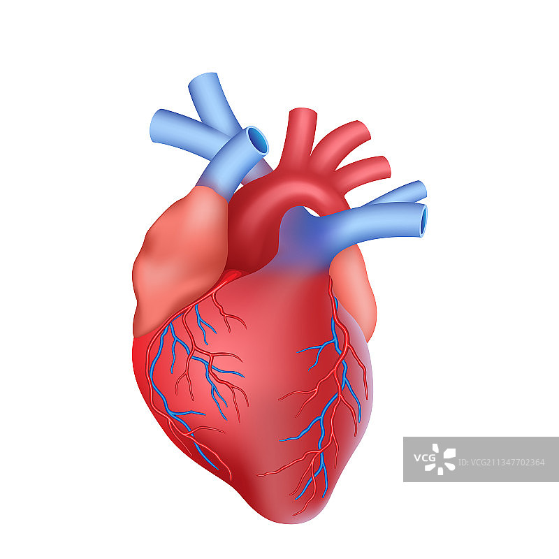 逼真的肌肉解剖心脏图片素材