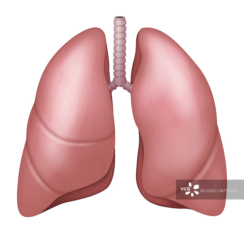 逼真肺部解剖结构呼吸示意图片素材