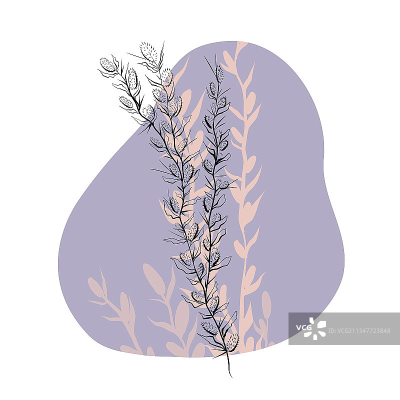 精致的野生植物轮廓草图图片素材