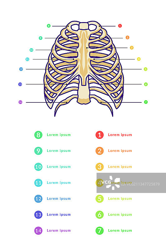 带有各种文字的胸骨信息图模板图片素材