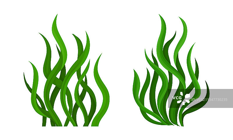 绿色海藻叶子螺旋藻植物套装图片素材