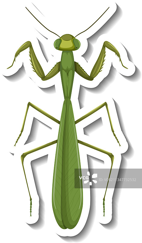 螳螂俯视贴纸模板图片素材