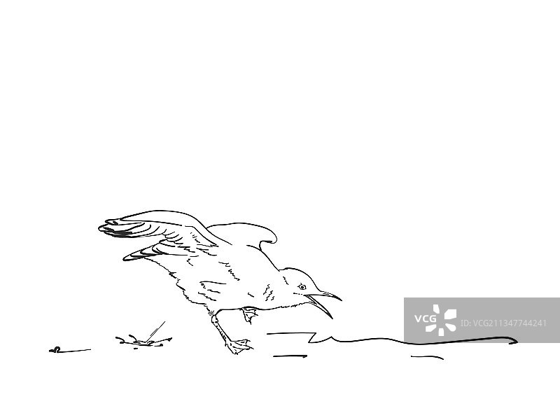 手绘海鸥便便素描图片素材