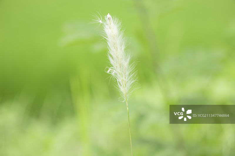 野生植物图片素材
