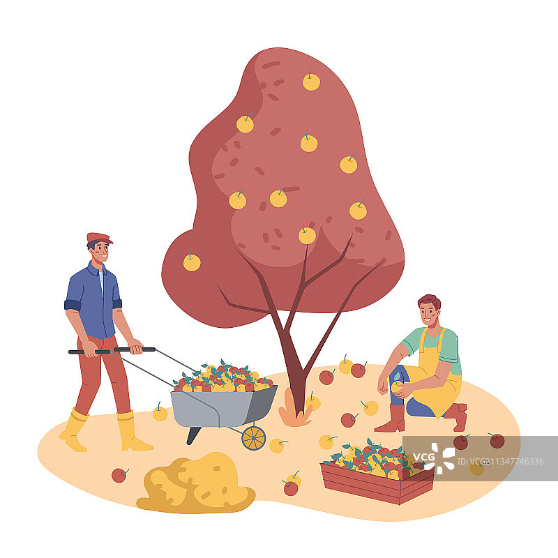 在种植园里采摘苹果的人图片素材