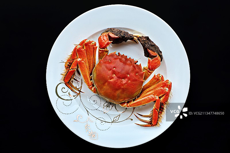 黄满膏肥大闸蟹 Eriocheir sinensis图片素材