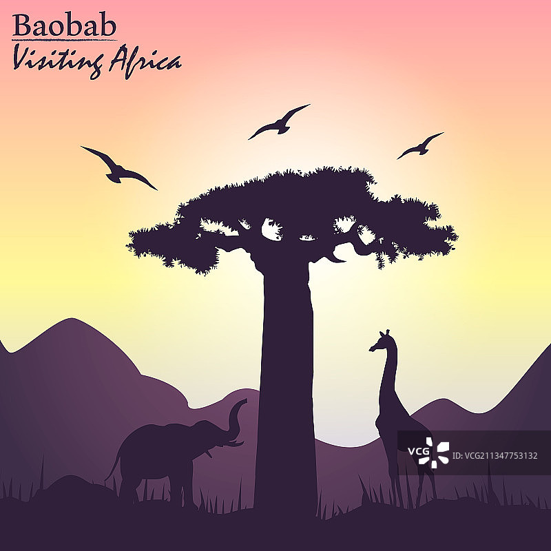 非洲日落：猴面包树剪影图片素材