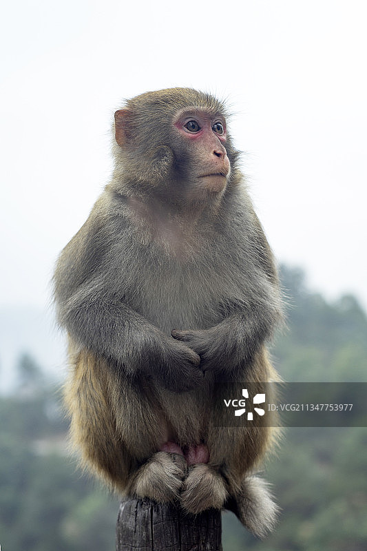 萌萌的小猴图片素材