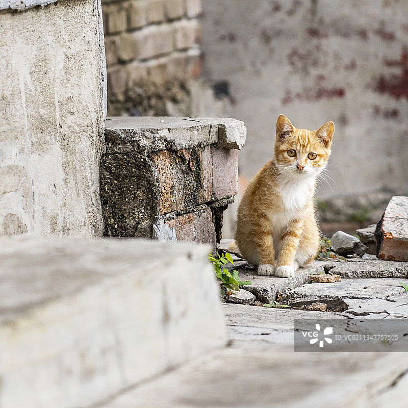 淘气好奇的小猫幼猫图片素材