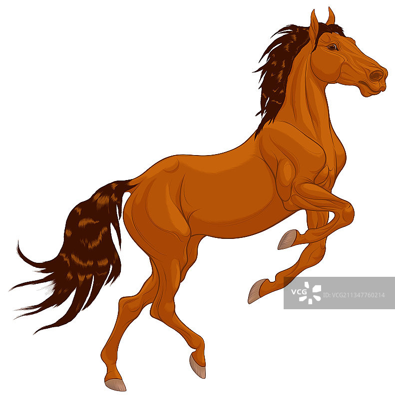 栗色马抬起前腿图片素材