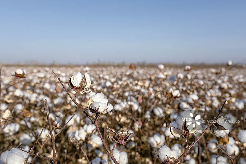 新疆秋季成熟的棉花田图片素材