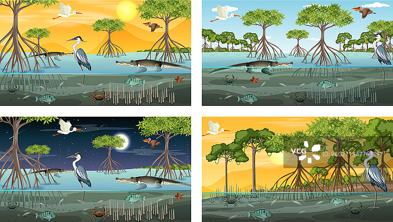 具有不同景观的红树林场景图片素材