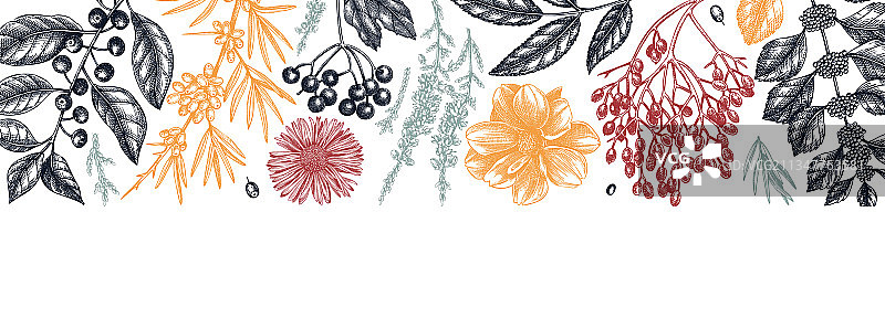 手绘秋季植物横幅图片素材
