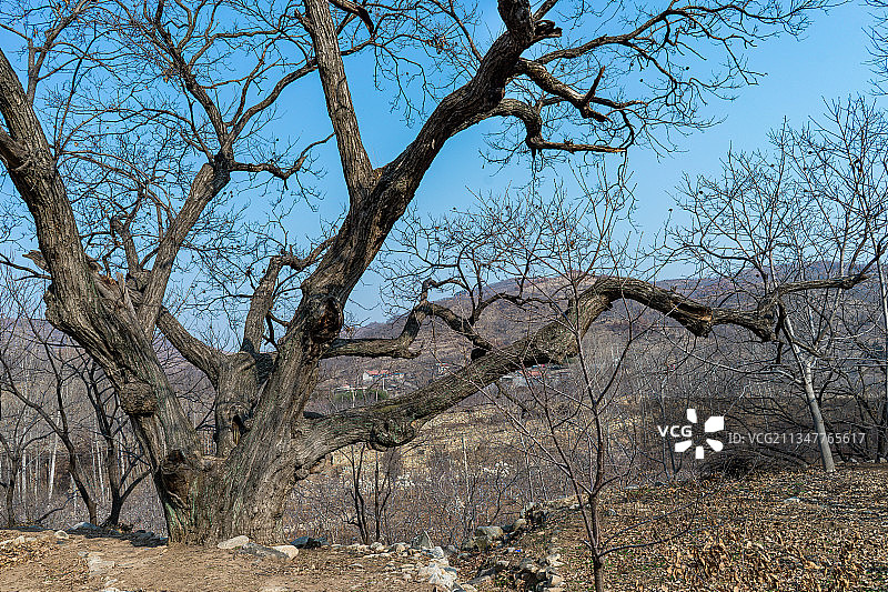 千年栗子树图片素材