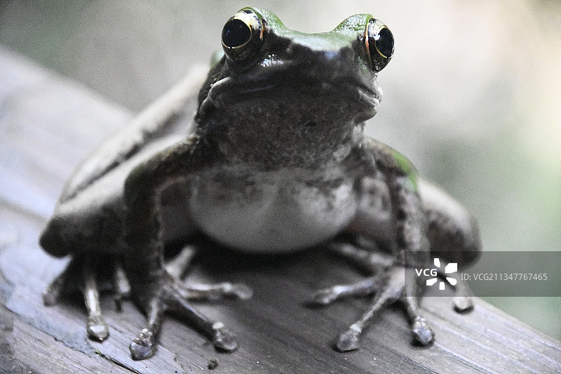 林蛙图片素材