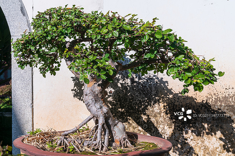 福州西湖公园千姿百态的盆景图片素材