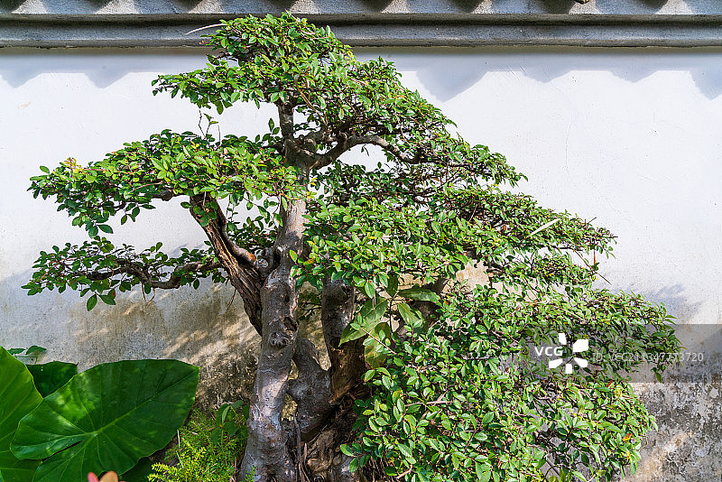 福州西湖公园千姿百态的盆景图片素材